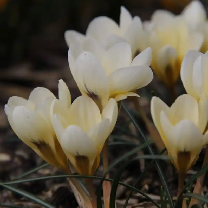 Outlet - Crocus chrysanthus ‘Cream Beauty‘