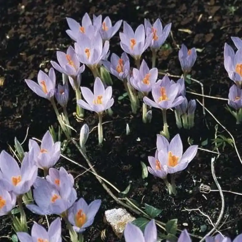 Crocus etruscus ‘Zwanenburg‘ - Bestseller