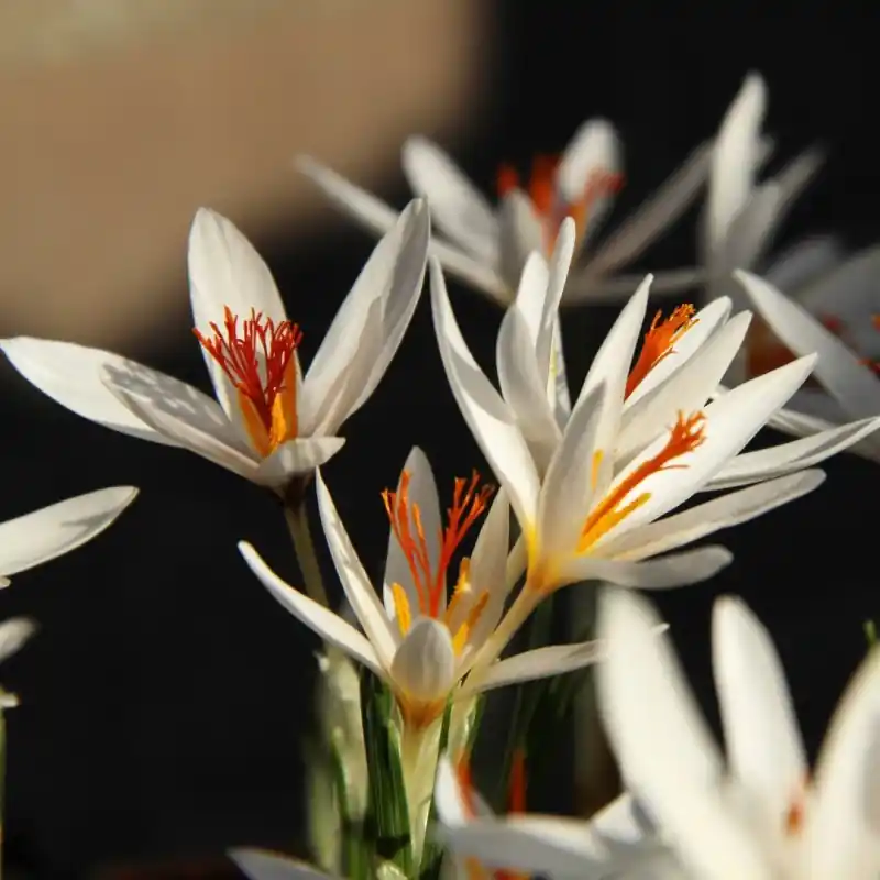 Pak je kans - Crocus fleischeri