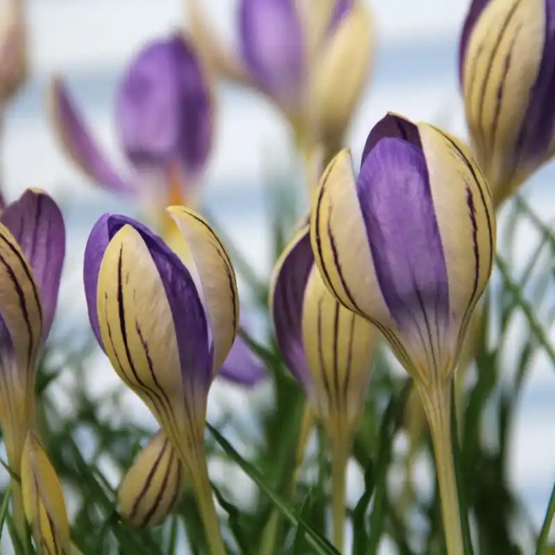 Net gelanceerd | Crocus imperati subsp. imperati ‘De Jager‘