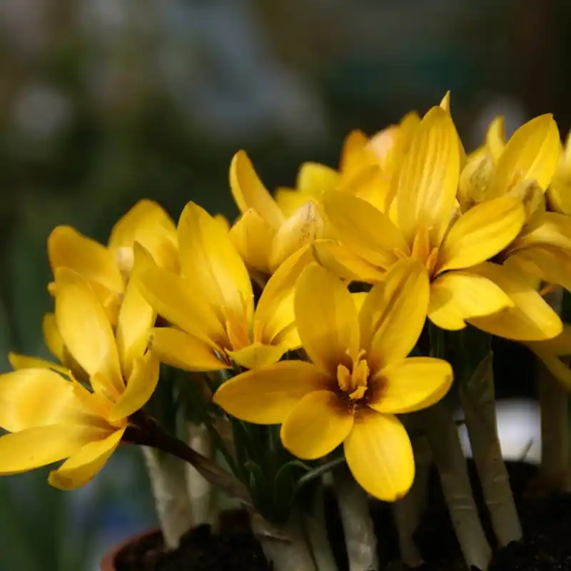 Crocus korolkowii | Bestel nu