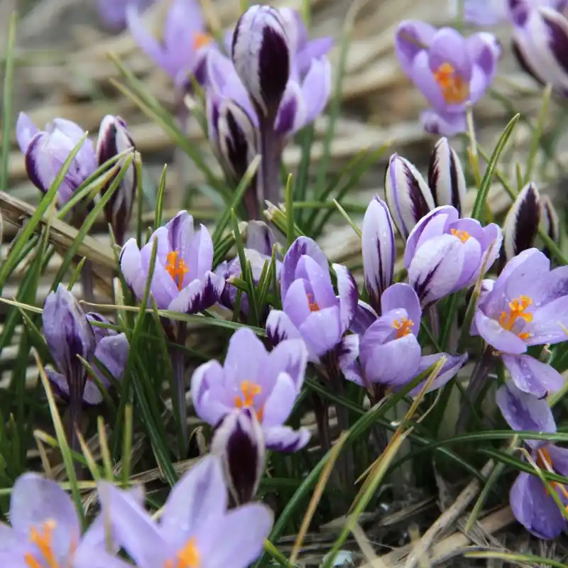 Crocus minimus | Veilig betalen