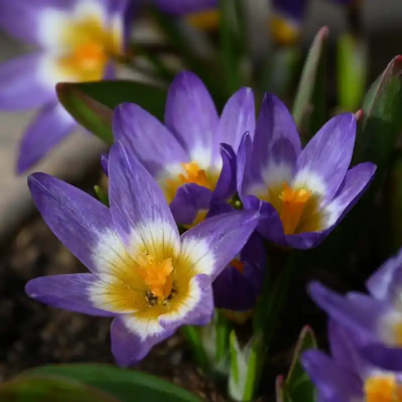 Crocus sieberi subsp. sublimis ‘Tricolor‘ - Populair bij klanten