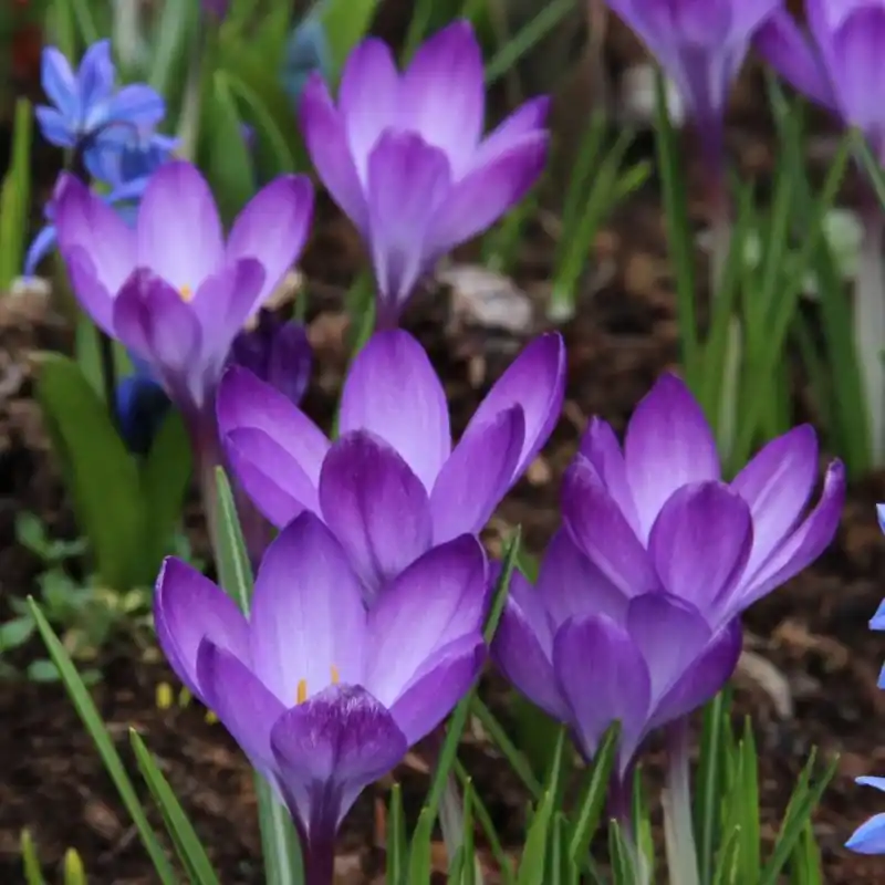 Crocus tommasinianus ‘Ruby Giant‘ | Actieprijs