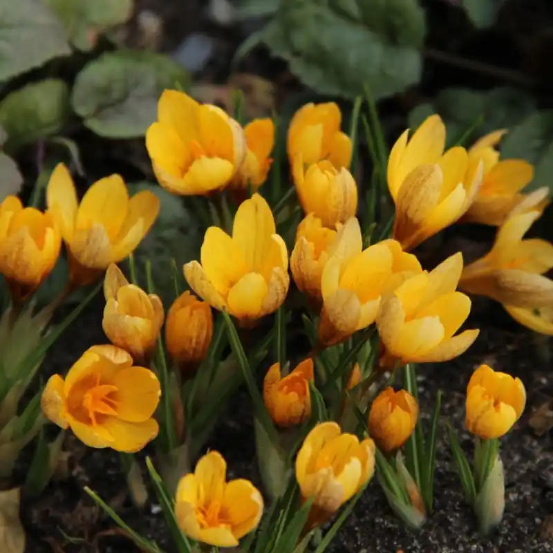 Crocus vitellinus | Direct bestellen
