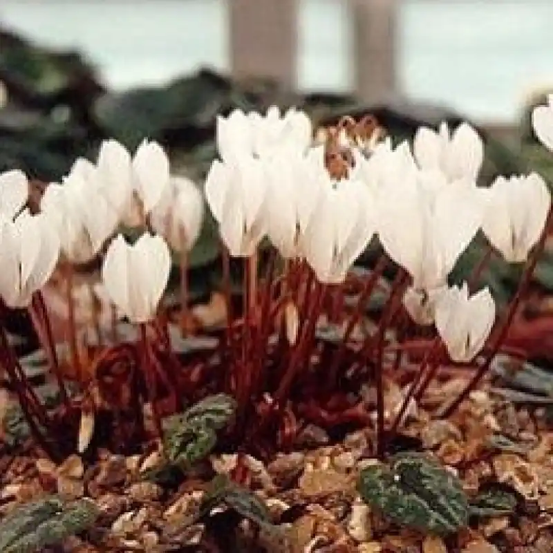 Premiumkwaliteit | Cyclamen cilicium forma album