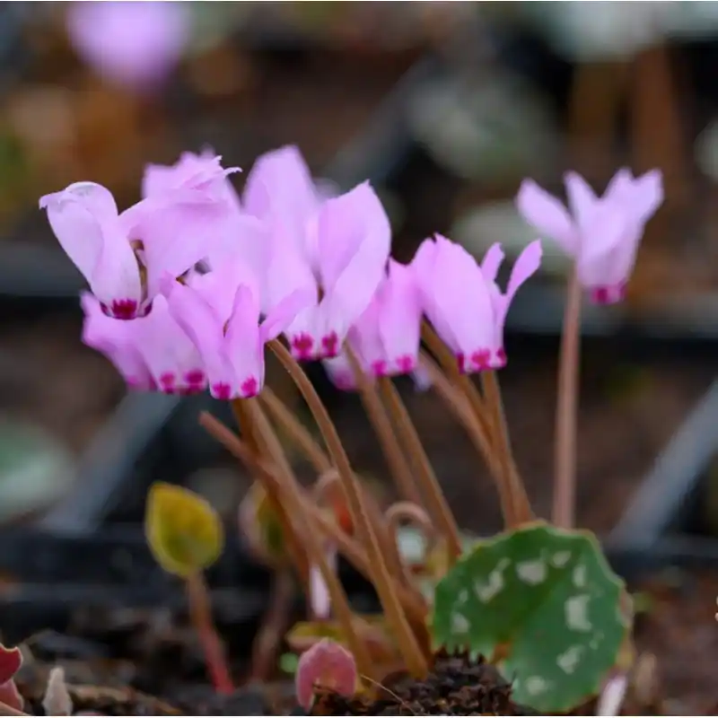 Nieuwe release - Cyclamen mirabile