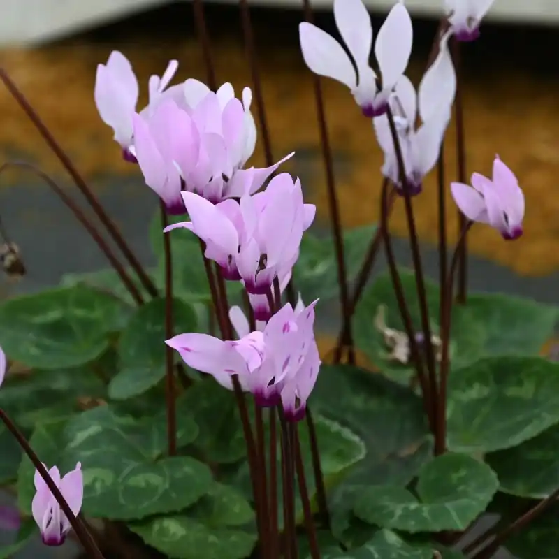 Cyclamen persicum subsp. persicum | Gratis retourneren