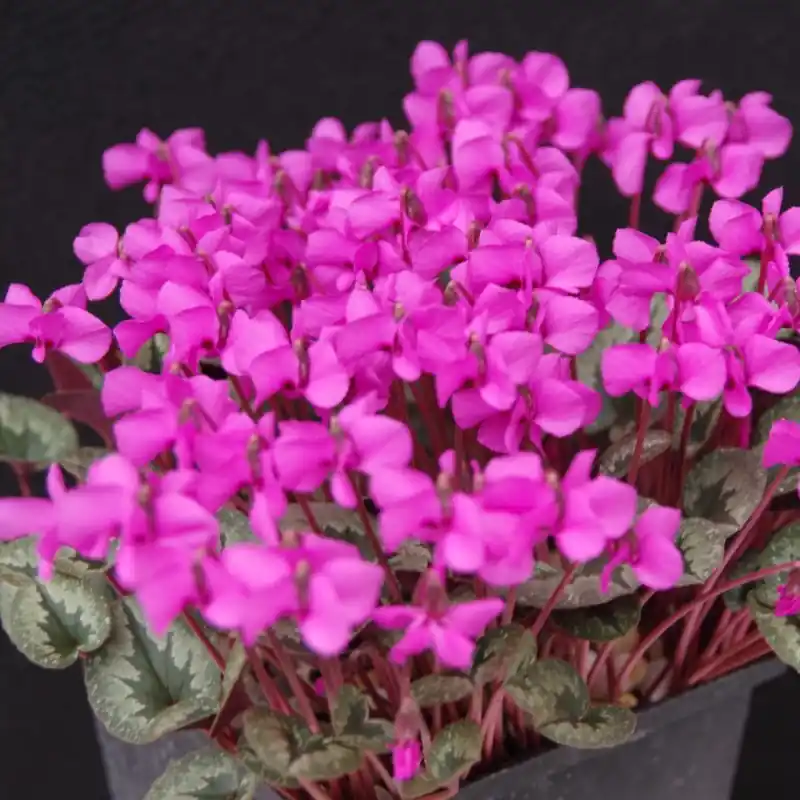 Speciale deal | Cyclamen alpinum