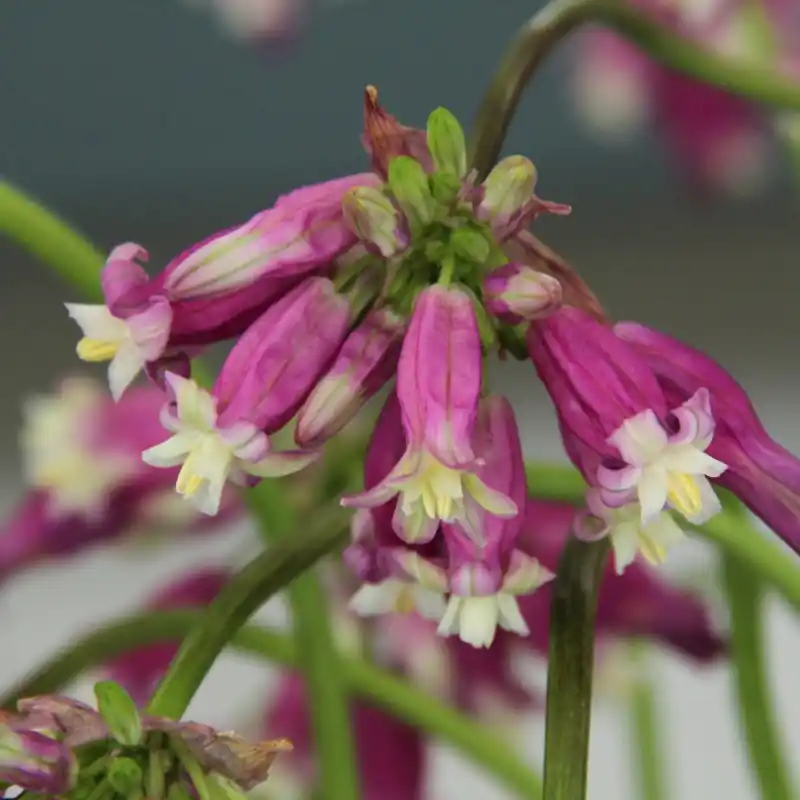 Dichelostemma ‘Pink Diamond‘ | Vanaf nu beschikbaar