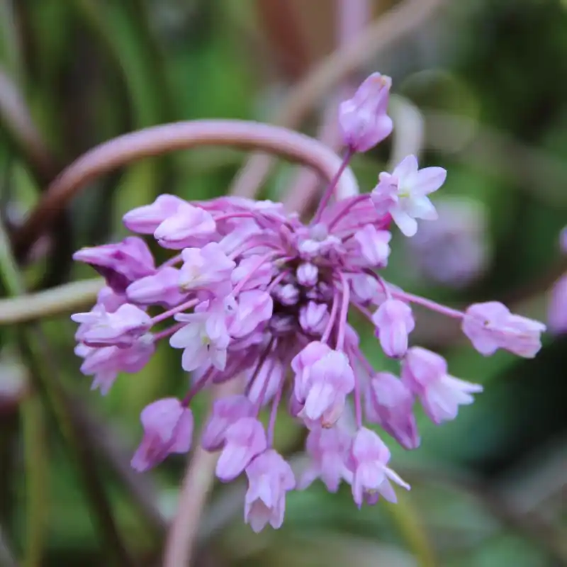 Dichelostemma volubile - Bestelbaar