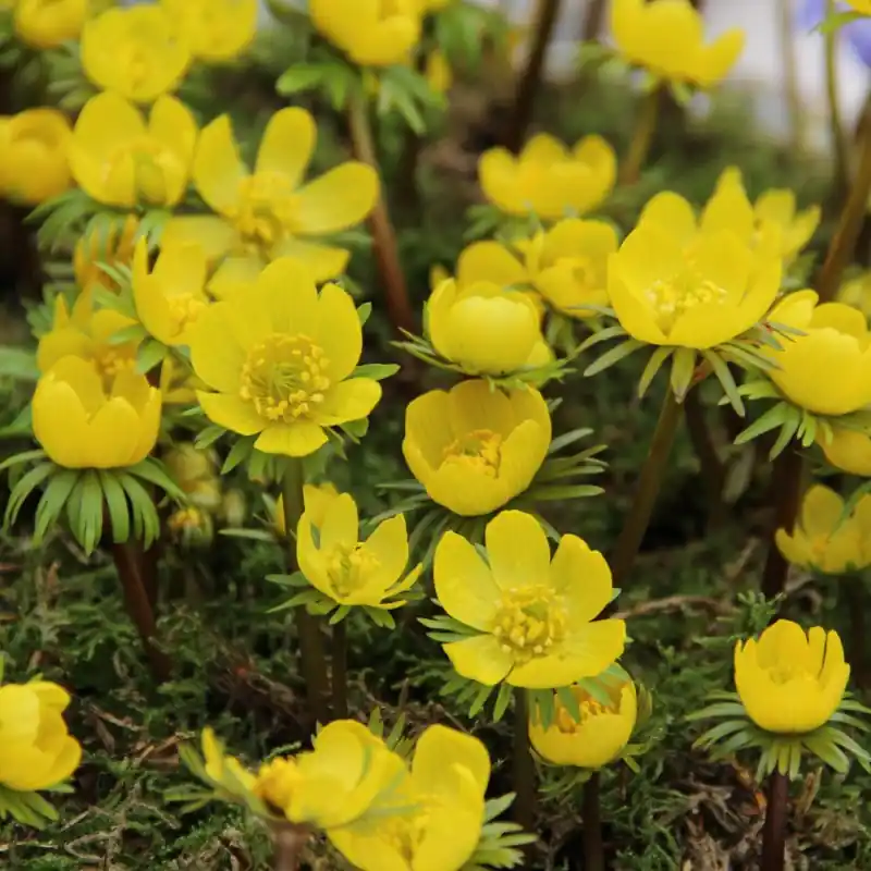 Eranthis cilicica | Nu kopen