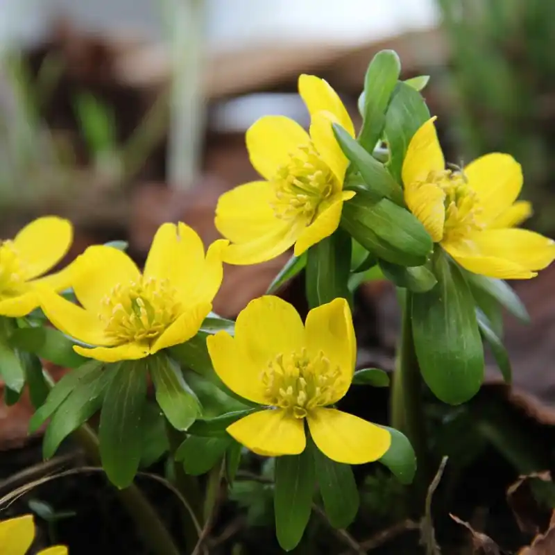 Eranthis hyemalis - Korting