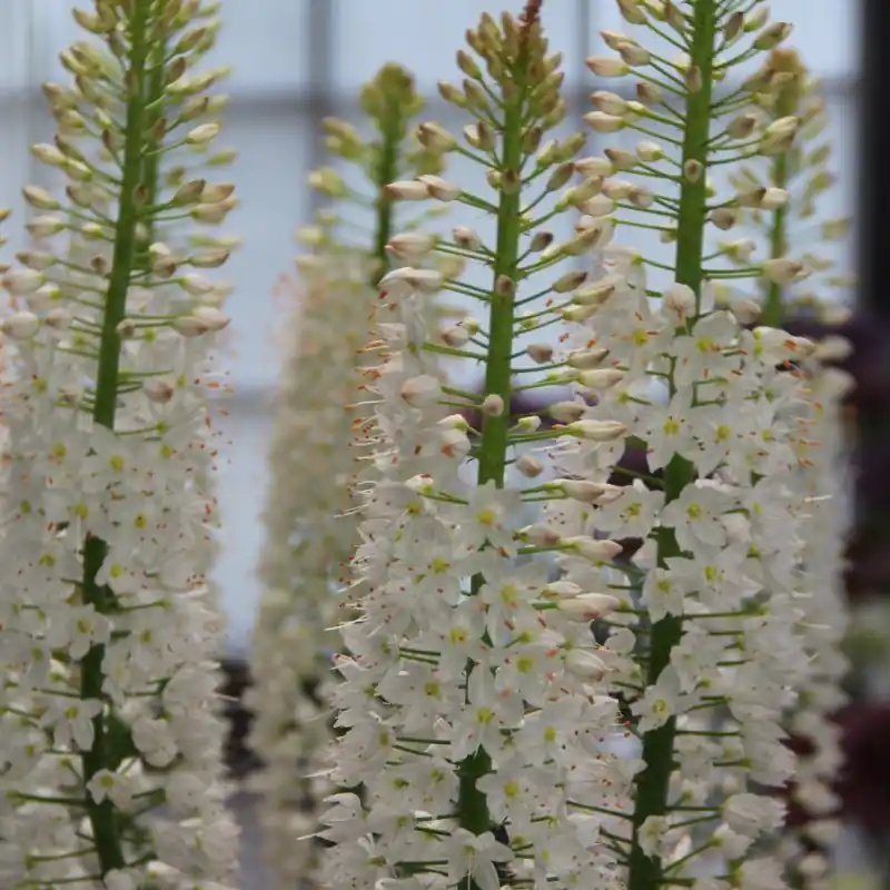 Nieuw in het assortiment - Eremurus himalaicus