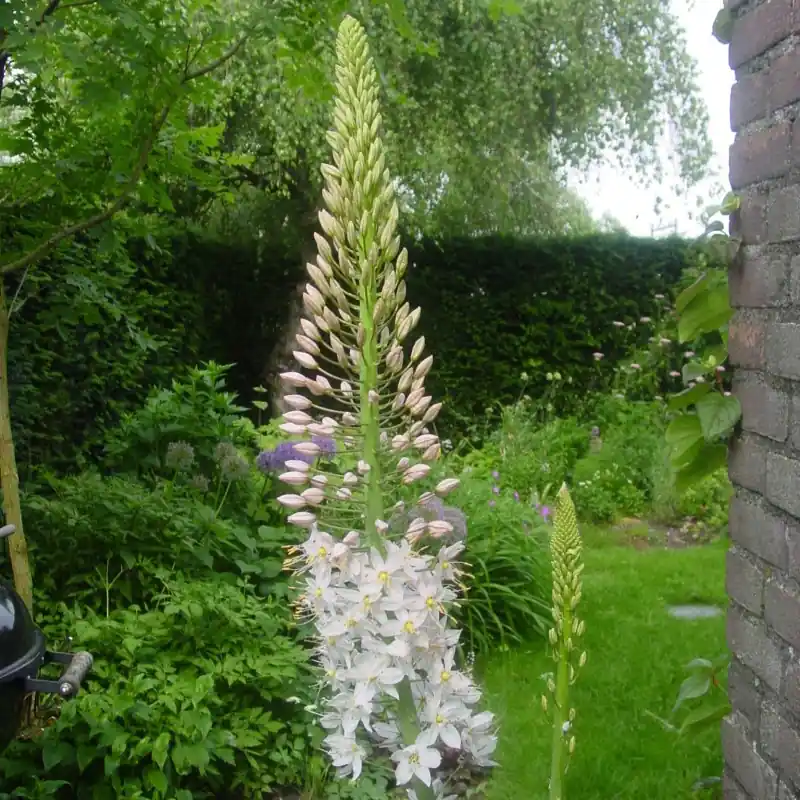 Prijs verlaagd | Eremurus robustus