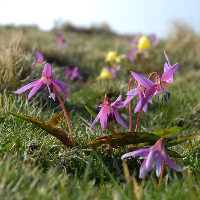 Tijdelijke actie | Erythronium dens-canis