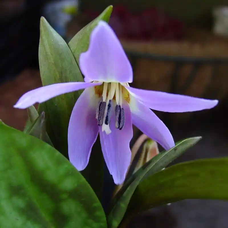 Erythronium dens-canis ‘Rose Queen‘ - Voordeelprijs