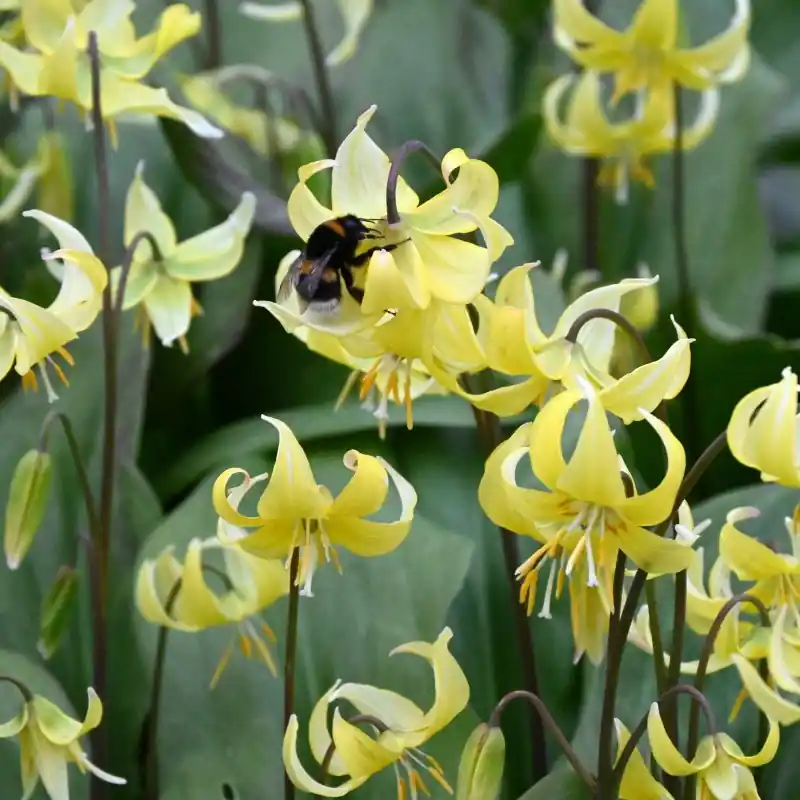 Erythronium ‘Pagoda‘ - Professionele kwaliteit