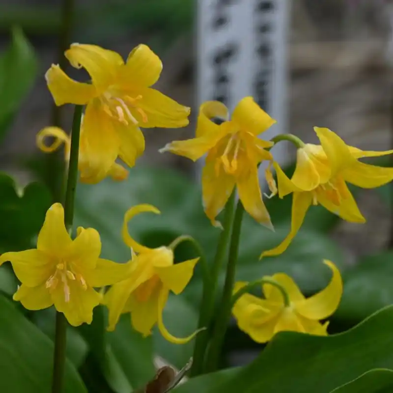 Nieuwe release - Erythronium tuolumnense