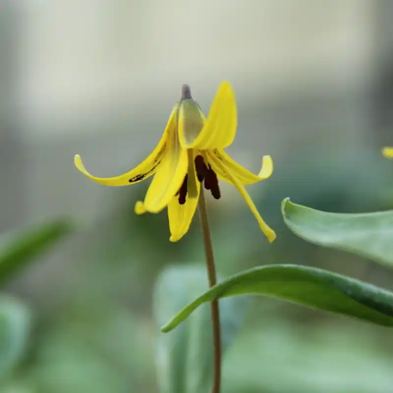 Hoge kwaliteit | Erythronium umbilicatum