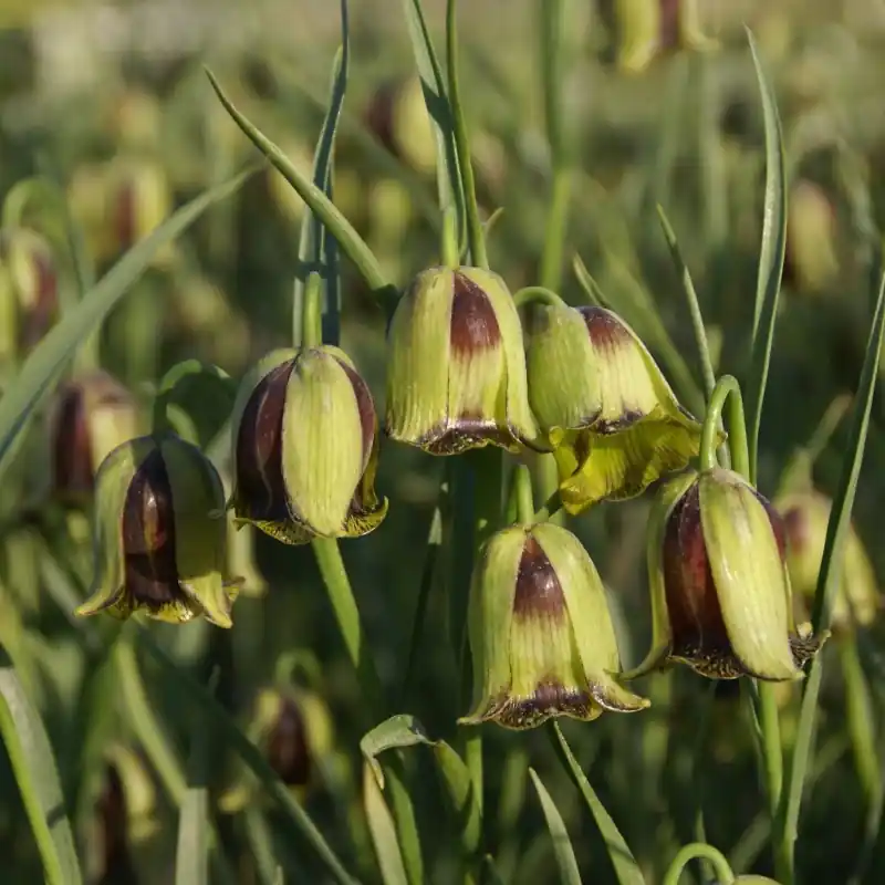 Fritillaria acmopetala | Net toegevoegd