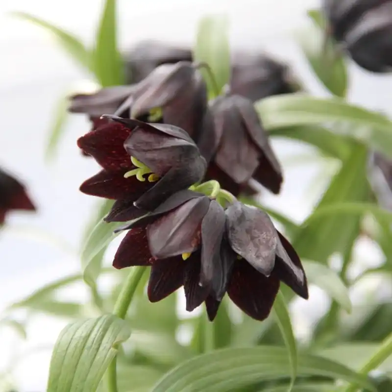 Fritillaria camschatcensis - Veel gekozen