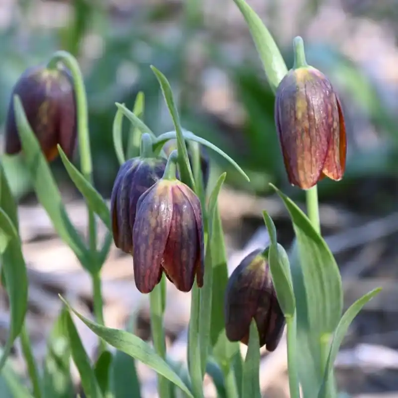 Fritillaria davisii | Snelle verzending