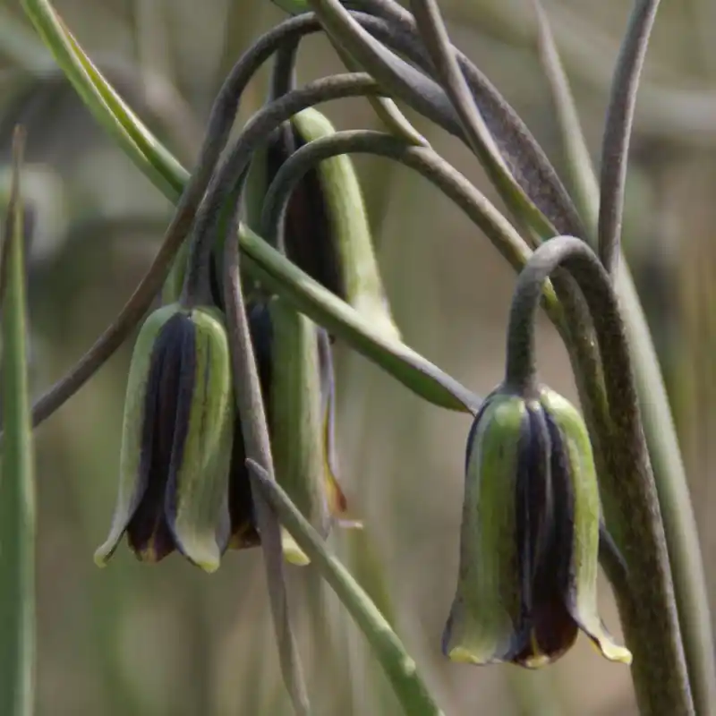 Fritillaria elwesii | Beste prijs