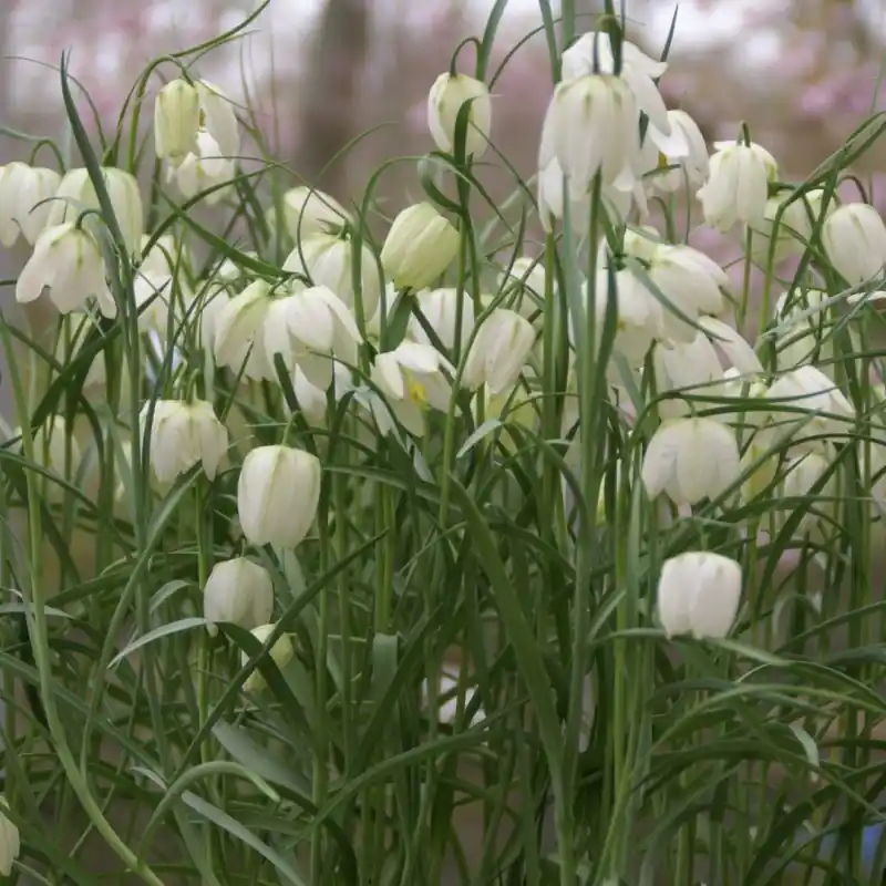 Fritillaria meleagris ‘Alba‘ | Voordelig