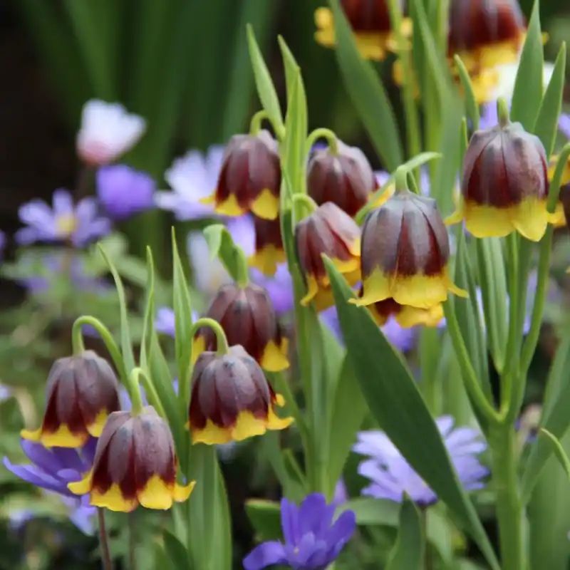 Fritillaria michailovskyi | Direct leverbaar