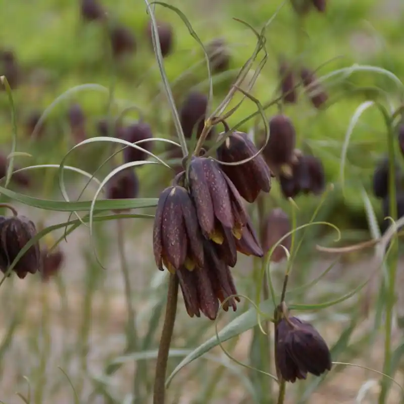 Fritillaria montana - Aanrader