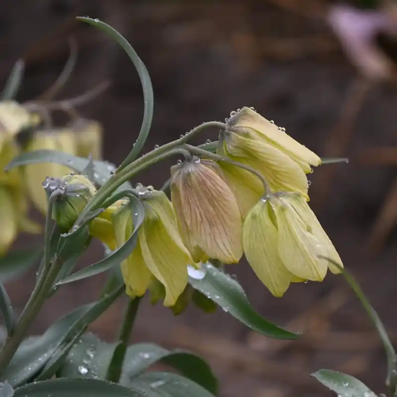 Fritillaria pallidiflora - Extra voordeel