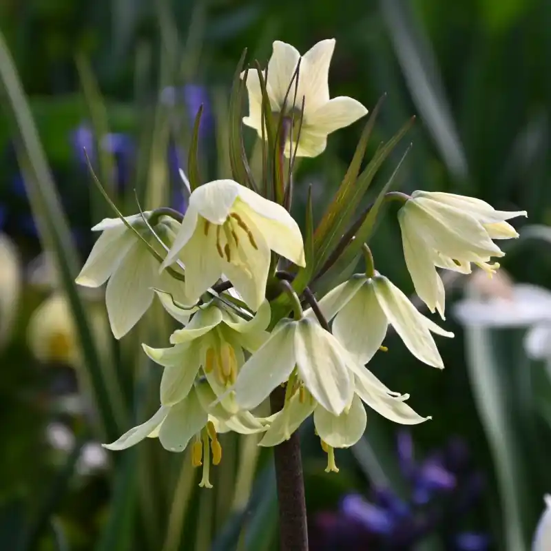 Laatste kans | Fritillaria raddeana