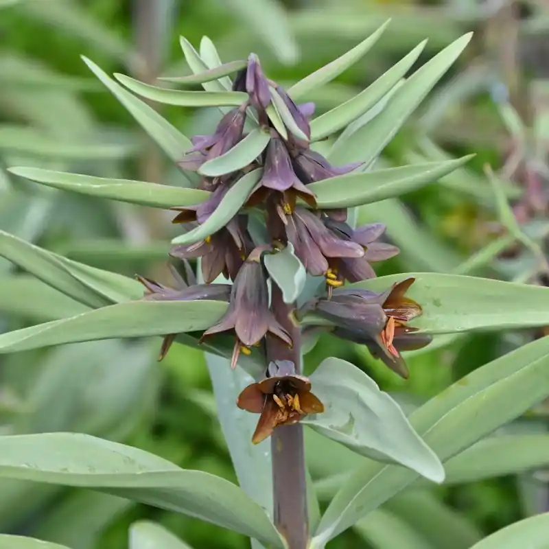 Fritillaria sewerzowii | Flitsaanbieding