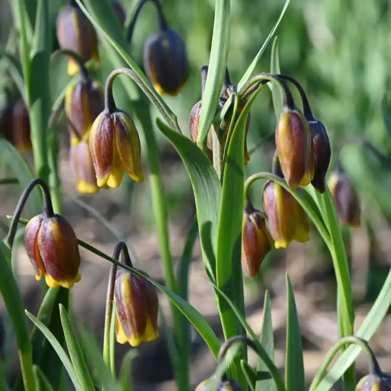 Fritillaria uva-vulpis - Net binnen