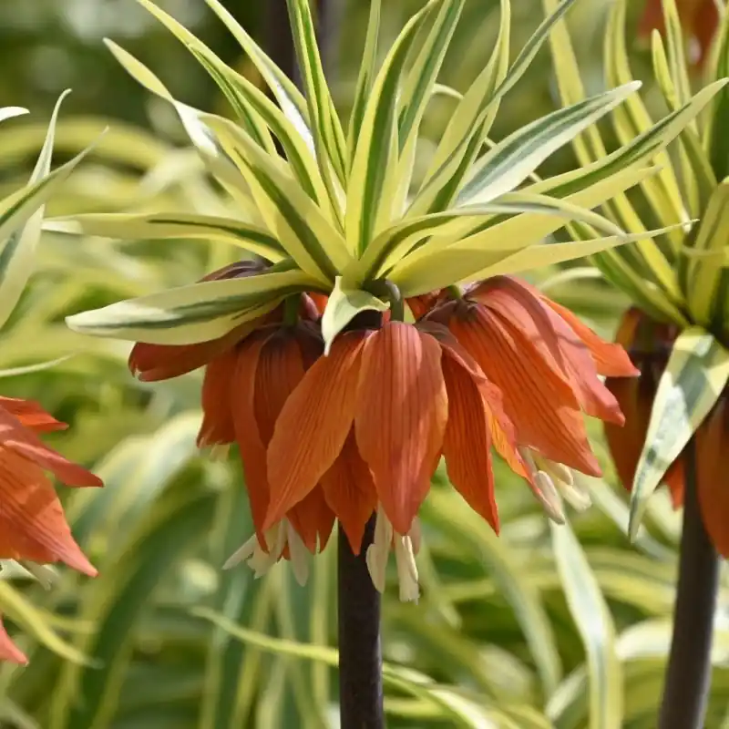 Lage prijs | Fritillaria ‘Argenteovariegata‘