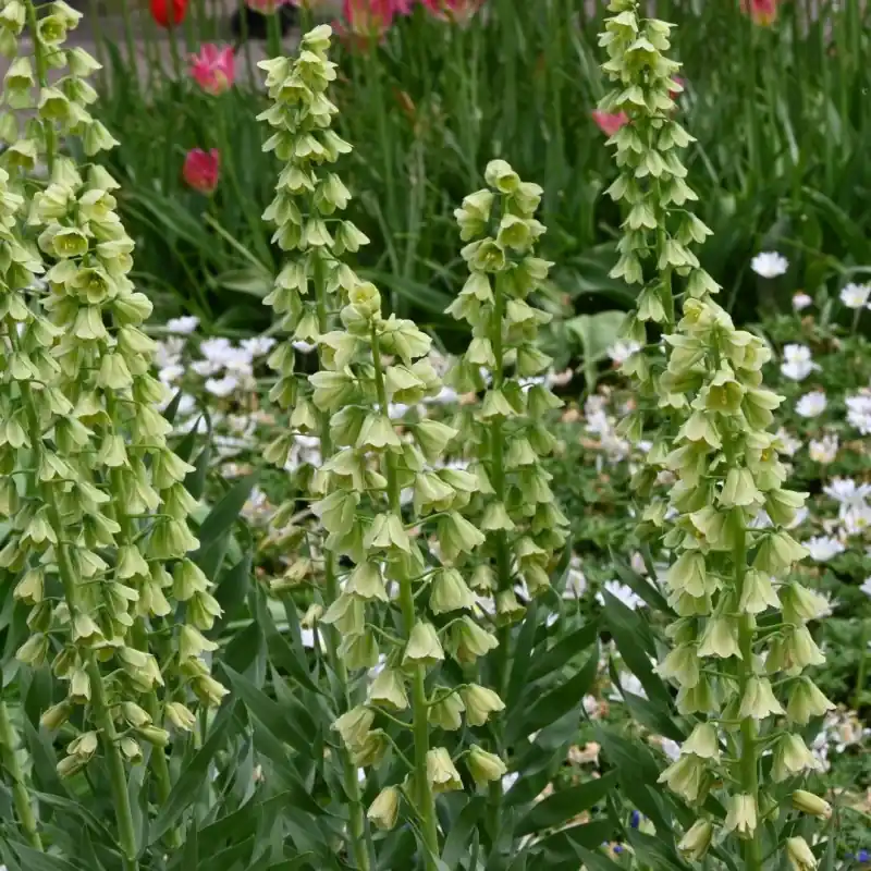 Fritillaria persica ‘Ivory Bells‘ | Outlet
