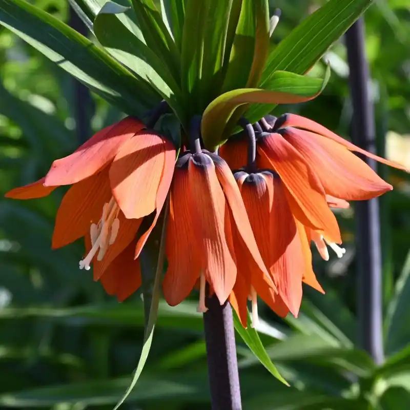 Koop vandaag | Fritillaria ‘Garland Star‘