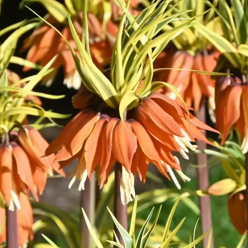 Online bestellen | Fritillaria ‘Aureomarginata‘