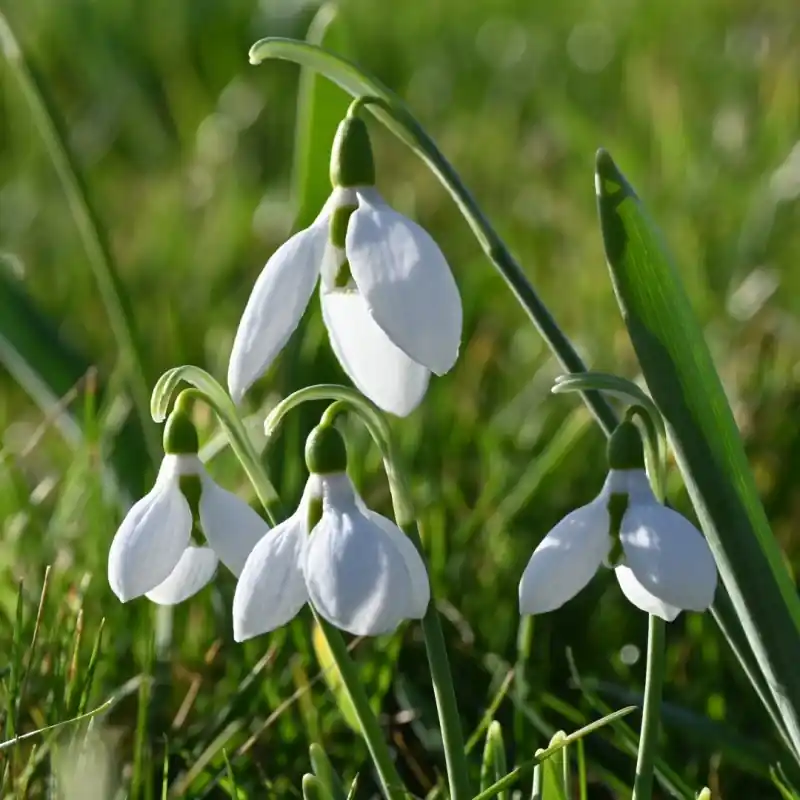Galanthus elwesii var. elwesii | Bestseller