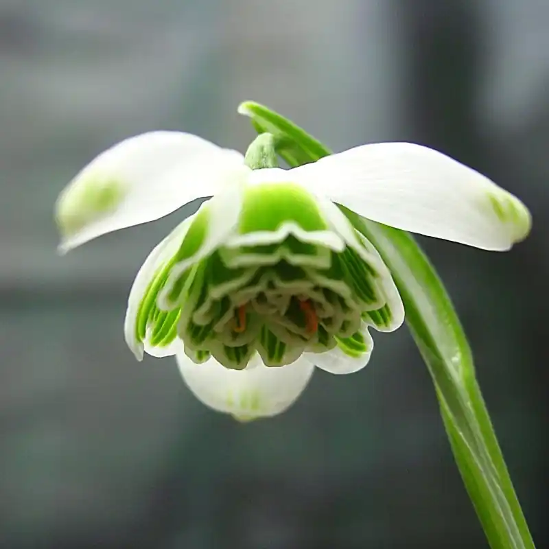 Nieuw gelanceerd - Galanthus ‘Hippolyta‘