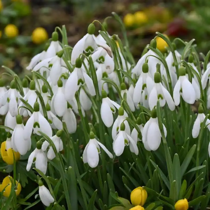 Actie loopt bijna af | Galanthus nivalis