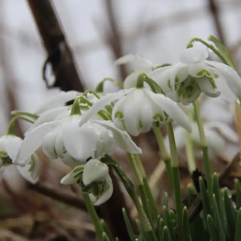 Galanthus ‘Flore Pleno‘ | Net gelanceerd
