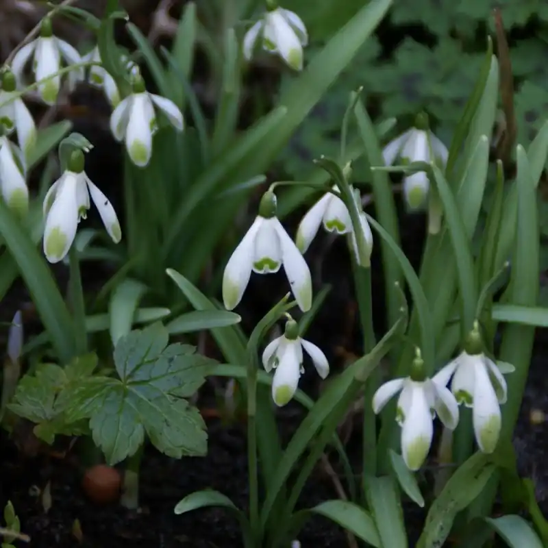 Voeg toe aan winkelwagen - Galanthus ‘Viridapice‘