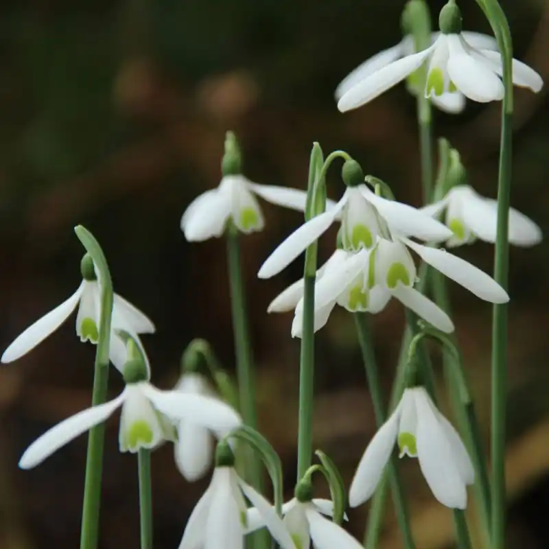 Galanthus reginae-olgae | Nu beschikbaar