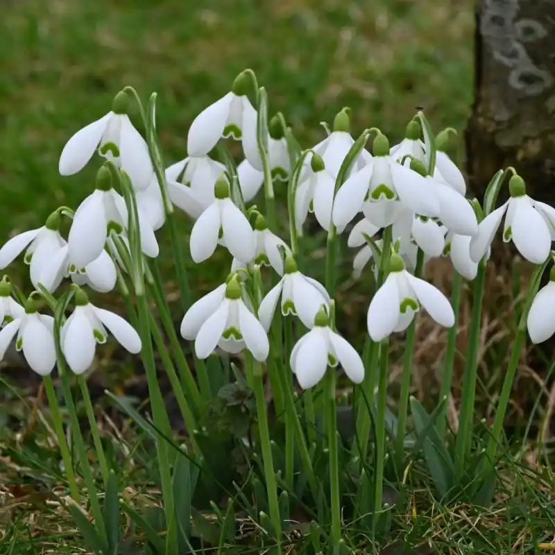 Scherpe prijs | Galanthus ‘S. Arnott‘