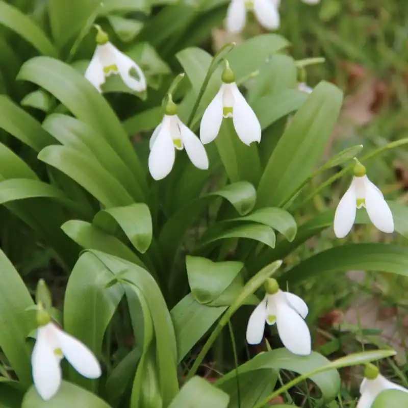 Galanthus woronowii - Spoedlevering