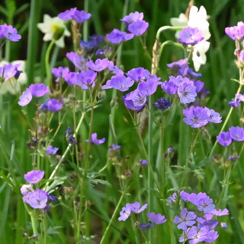 Nog maar enkele beschikbaar | Geranium malviflorum
