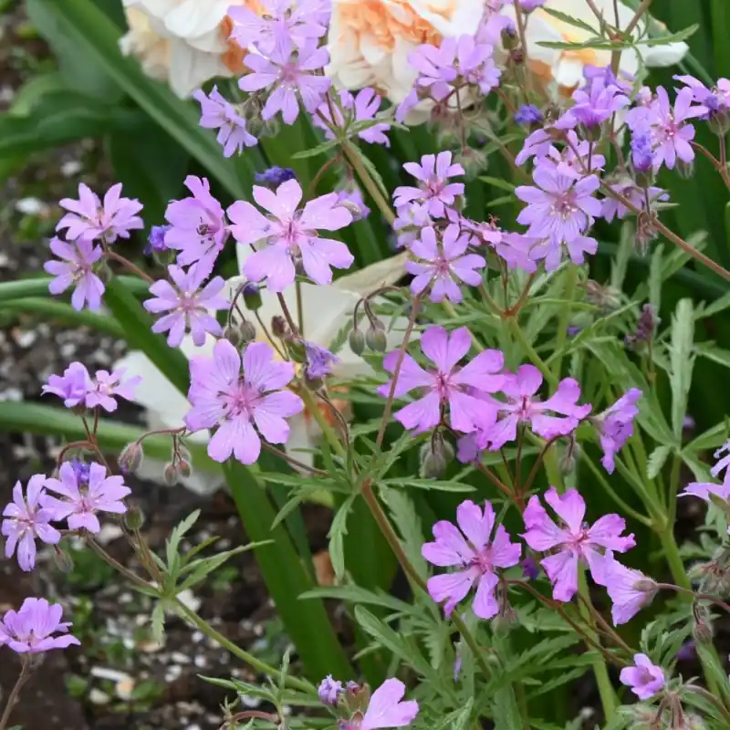 Fabrieksprijs - Geranium tuberosum