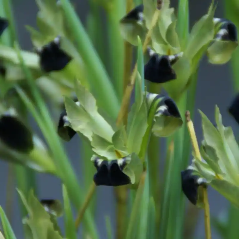 Pak je kans | Hermodactylus tuberosa